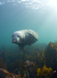 Grey seal. Farne isles. D200, 16mm. by Derek Haslam 